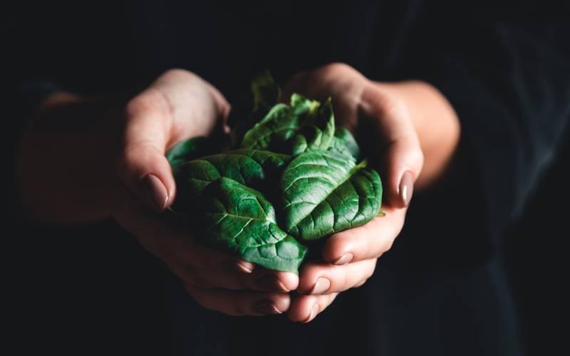 Eating spinach and greens in winter
