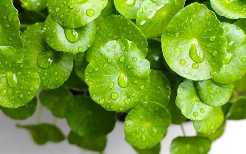 Centella asiatica has the power that makes you live like a warrior!!